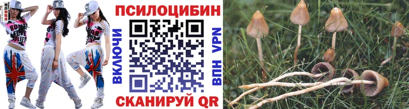Галлюциногенные грибы Psilocybe  Купить закладки  Асбест 